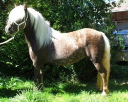 broodmare Lenja (Shetland Pony, 2006, from Leiko v.d.Geest)