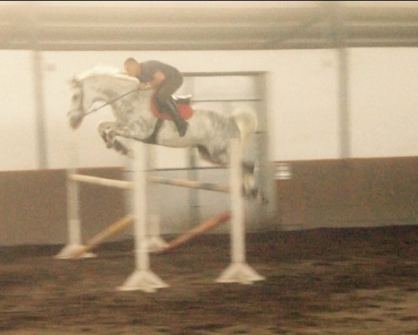 jumper Cascavel (Oldenburg show jumper, 2007, from Clinton H)