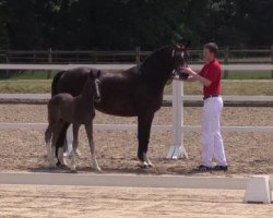 dressage horse Duvalento (Westphalian, 2016, from Duvalier 21)