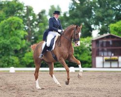 dressage horse St. Fernando (Oldenburg, 2009, from Sir Donnerhall I)