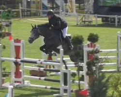 jumper My Cabellero (Deutsches Sportpferd, 2011, from Mylord Carthago)