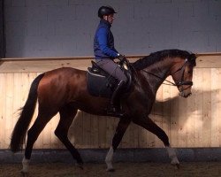 dressage horse Casbah B (Holsteiner, 2013, from Catoo)