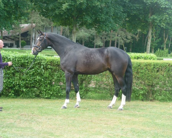 dressage horse Wallach von Benetton Dream/Rotspon (Hanoverian, 2012, from Benetton Dream FRH 1301)