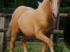 dressage horse Golden Gustav 5 (German Riding Pony, 2015, from Golden West NRW)