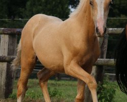 dressage horse Golden Gustav 5 (German Riding Pony, 2015, from Golden West NRW)