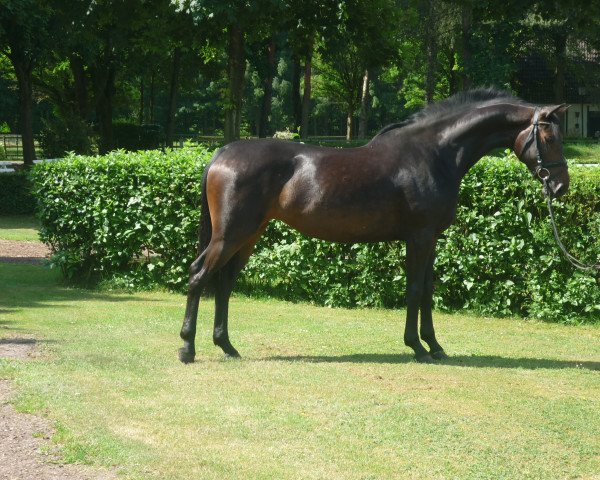 dressage horse Stute von Royal Doruto/Wolkentanz (Oldenburg, 2013, from Royal Doruto OLD)