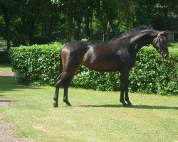 dressage horse Stute von Royal Doruto/Wolkentanz (Oldenburg, 2013, from Royal Doruto OLD)