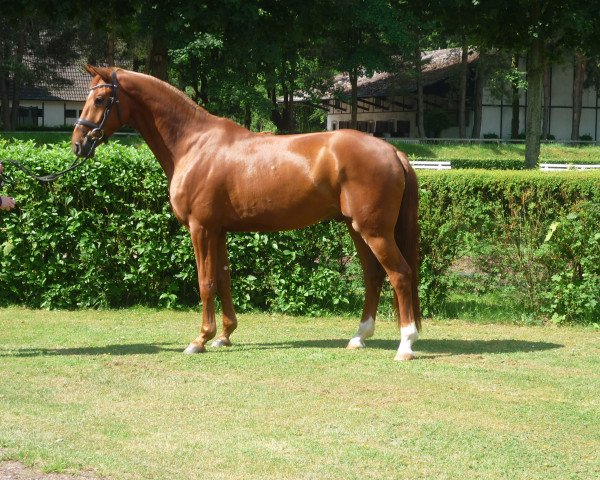 dressage horse Quasim P (Hanoverian, 2012, from Quasar de Charry)
