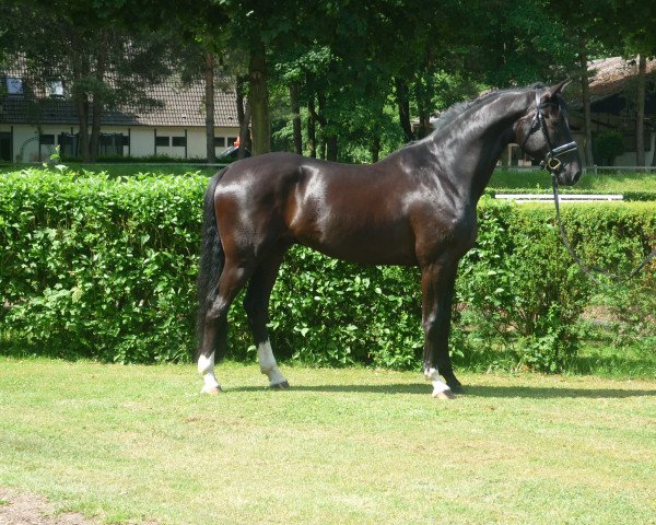 dressage horse Wallach von L'Espoir/Rotspon (Oldenburg, 2011, from L'espoir)