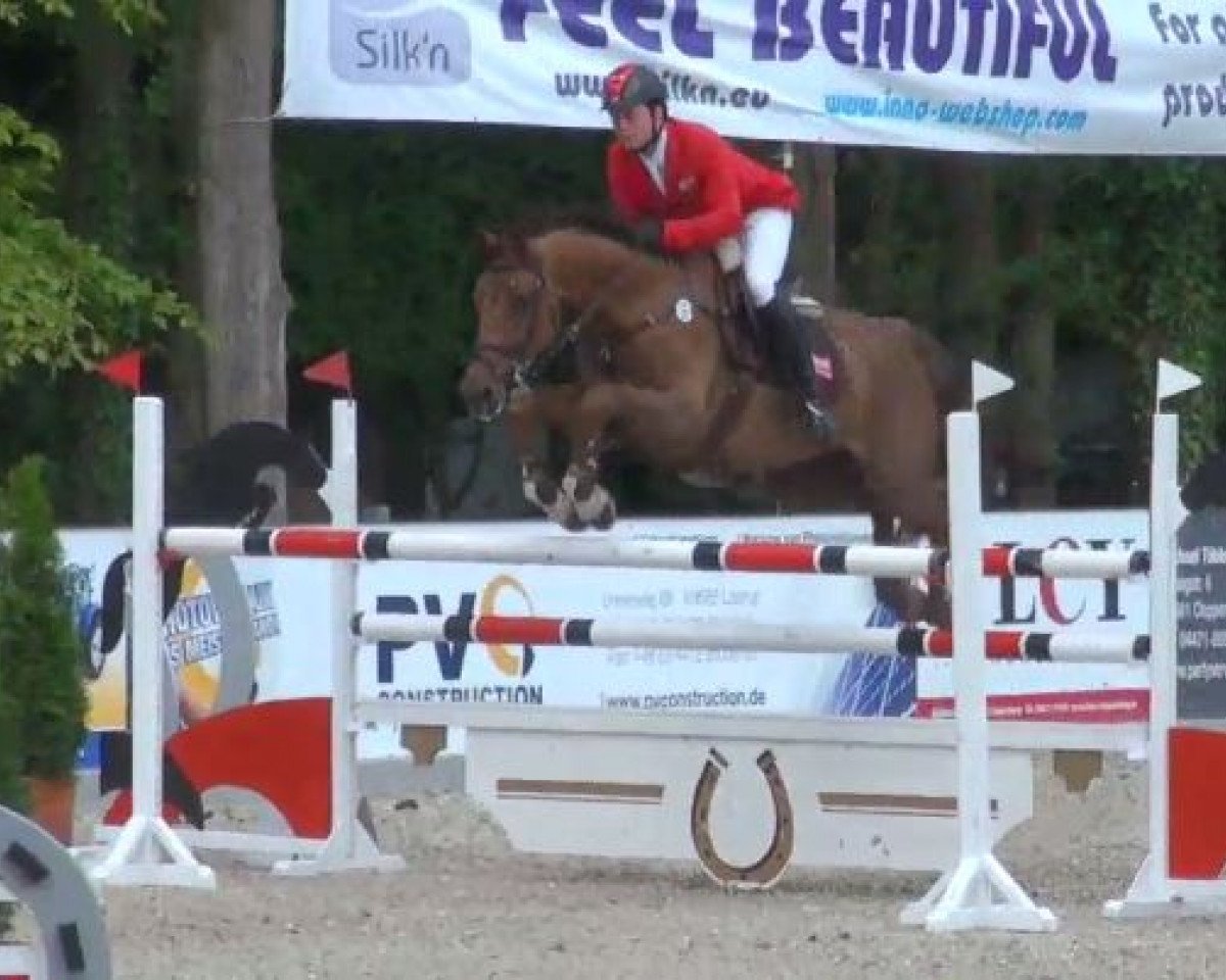Zuchtstute Elle Chin P&B (Belgisches Warmblut, 2004, von Chin Chin)