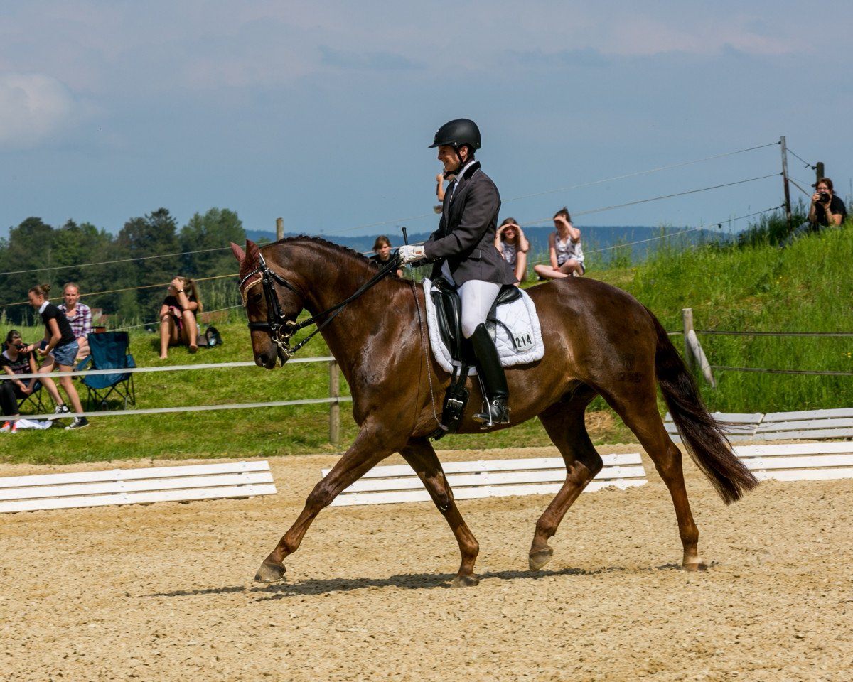 Dressurpferd Kim 366 (Bayer, 2008, von Köpenick)