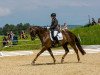 dressage horse Kim 366 (Bavarian, 2008, from Köpenick)