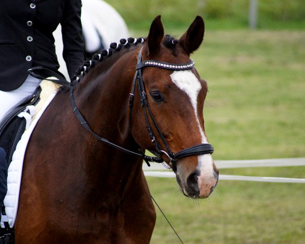 stallion Solero (Mecklenburg, 2006, from Saverio)