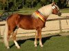 stallion Werano-Gold (Haflinger, 2005, from Wagner-E von Sauro's)
