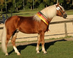 stallion Werano-Gold (Haflinger, 2005, from Wagner-E von Sauro's)