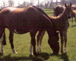 broodmare Demut (Hanoverian, 1972, from Darwin 45 FIN)