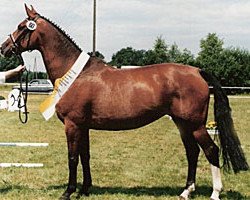 broodmare Almmaerchen 1 (Hanoverian, 1986, from Akzent II)