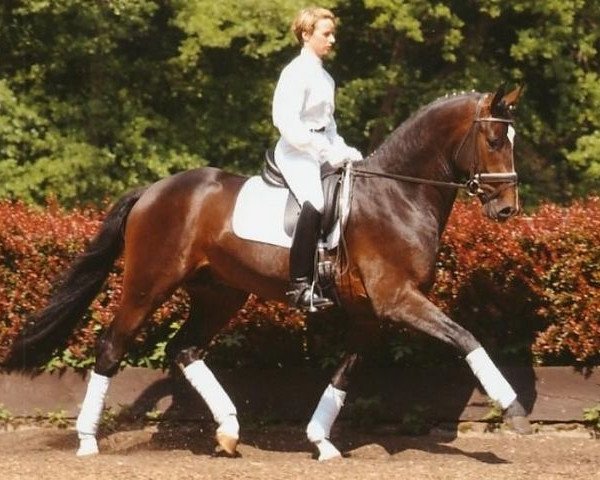 stallion Don Akzento 2 (Hanoverian, 2000, from Donnerhall)
