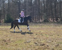 dressage horse La Belleza 5 (Holsteiner, 2007, from Larinero)