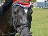 jumper Luna van Prinsenhof's (Belgian Riding Pony, 2007, from Kulberg's Lancelot)