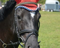 jumper Luna van Prinsenhof's (Belgian Riding Pony, 2007, from Kulberg's Lancelot)