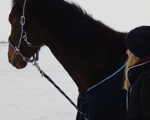 horse Walk of Fame 52 (German Sport Horse, 2011, from Wilhelm's Ass)