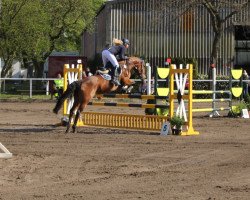 dressage horse Soraya (German Riding Pony, 2010, from Asoka)