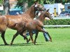 dressage horse Feel Good (German Sport Horse, 2014, from Franziskus FRH)