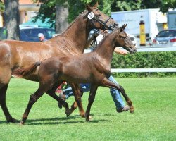 dressage horse Feel Good (German Sport Horse, 2014, from Franziskus FRH)