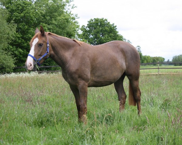 broodmare Suse (Hanoverian, 2012, from Stanley)