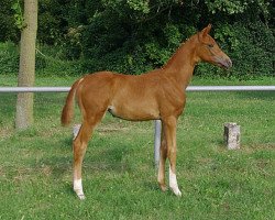 dressage horse Fresh Lady (German Sport Horse, 2014, from Franziskus FRH)