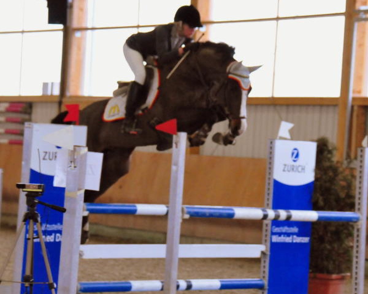 Zuchtstute Horse Gym's Carola (Holsteiner, 2007, von Casall Ask)