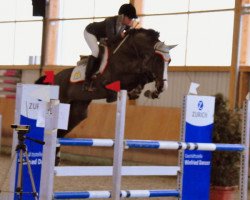 broodmare Horse Gym's Carola (Holsteiner, 2007, from Casall Ask)