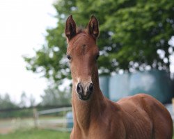 Springpferd I. Skippy (Hannoveraner, 2016, von Inliner)