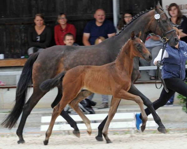 dressage horse Fast Knock (Bavarian, 2014, from Franziskus FRH)