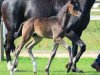 dressage horse Full House (Hanoverian, 2015, from Franziskus FRH)