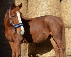 broodmare Wildfire (unknown, 2003, from World Man G)