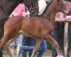 dressage horse Dahlia (Hanoverian, 2016, from Don Index)