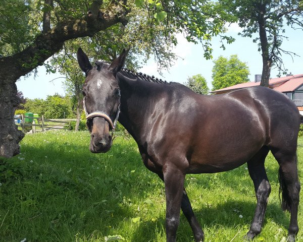 Zuchtstute Zesanna Asisa (Holsteiner, 2007, von Lucky Champ)