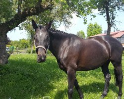 broodmare Zesanna Asisa (Holsteiner, 2007, from Lucky Champ)