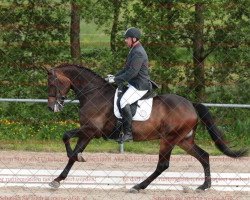 dressage horse Chico's Sir (German Sport Horse, 2004, from Chico's Boy)