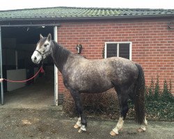 jumper Highlander F (KWPN (Royal Dutch Sporthorse), 2013, from Carrera)