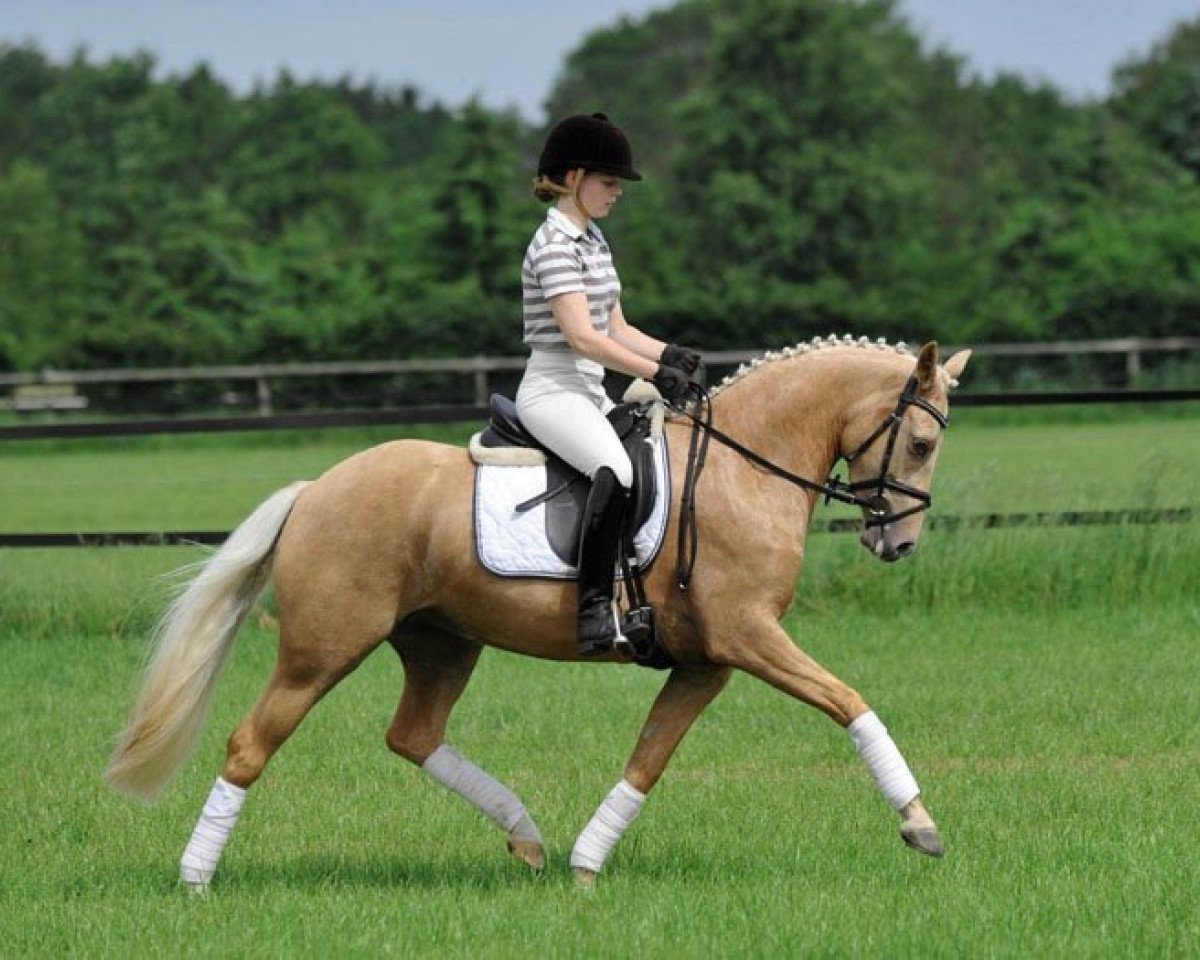 Zuchtstute Hilkens Sunny Delight (Deutsches Reitpony, 2007, von FS Golden Moonlight)