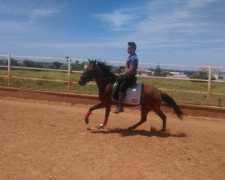 broodmare Nancy (Andalusians/horse of pure Spanish race, 2003, from Nibelungenheld)