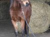 jumper Hazelnut (German Riding Pony, 2013, from Aramis N)