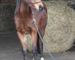 Springpferd Hazelnut (Deutsches Reitpony, 2013, von Aramis N)