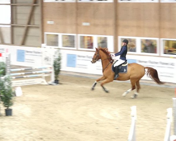 Reitturnier Henau 2019