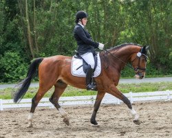 dressage horse Cronic Way (Holsteiner, 2010, from Clintaro)