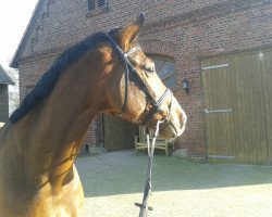 dressage horse Rocco Royal HS (Westphalian, 2010, from Rohniro)