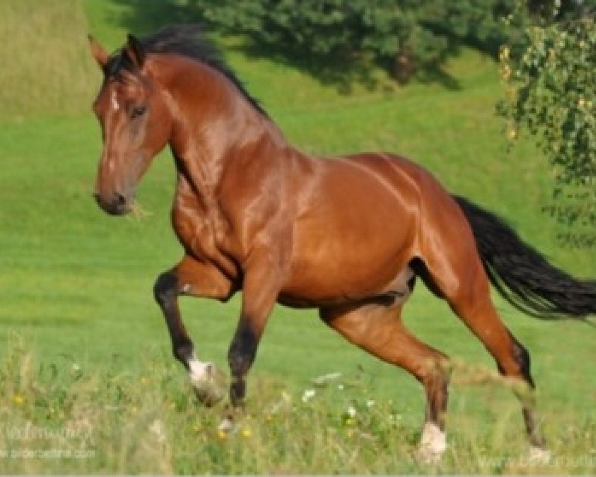 Springpferd Cardino 15 (Holsteiner, 2004, von Cardino)